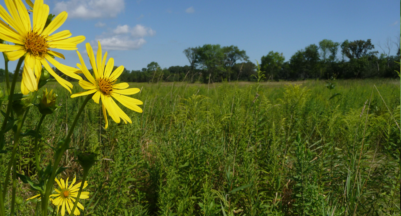 PrairieSunflowers