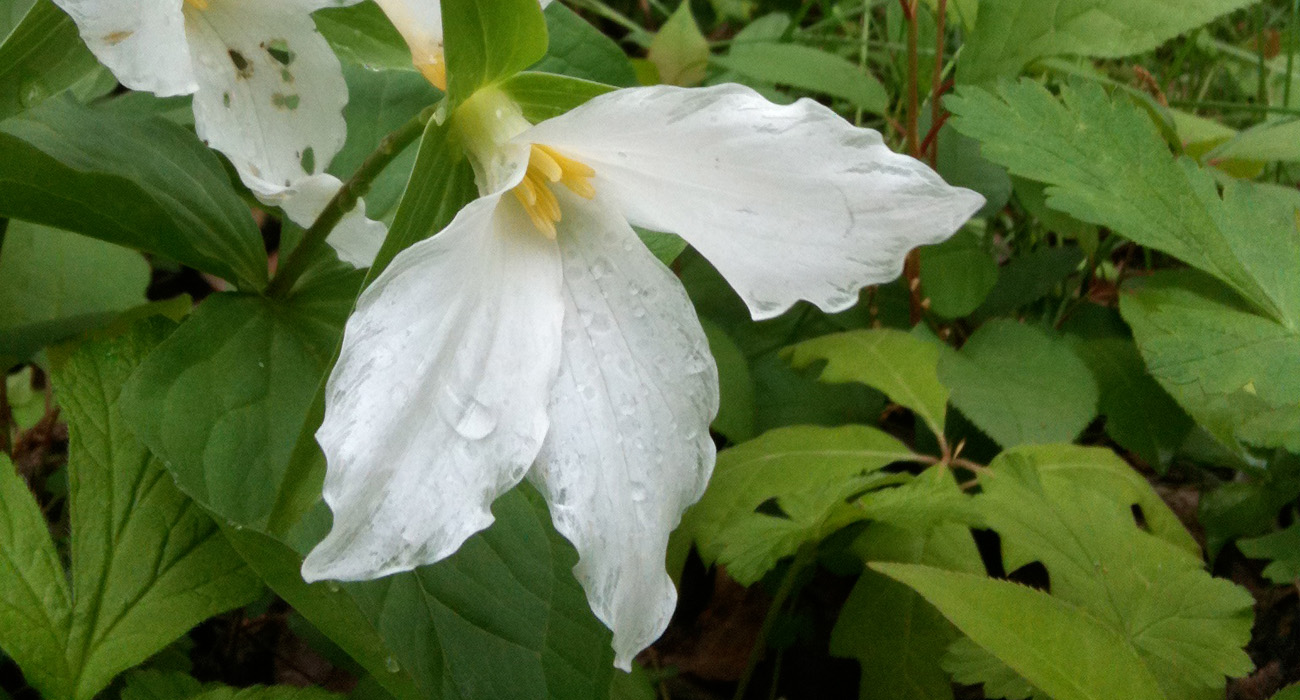 Trillium