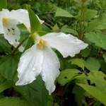 WhiteTrillium300