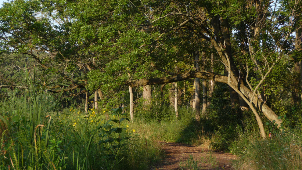 Wetland trail