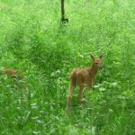 Fawns