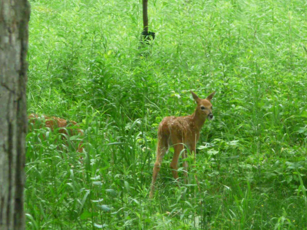 Fawns