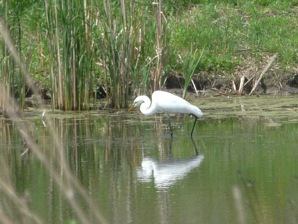 White egret