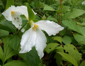 990px_Trillium_LargeFlowered_IMG_1734