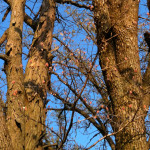 Red Oak Buds