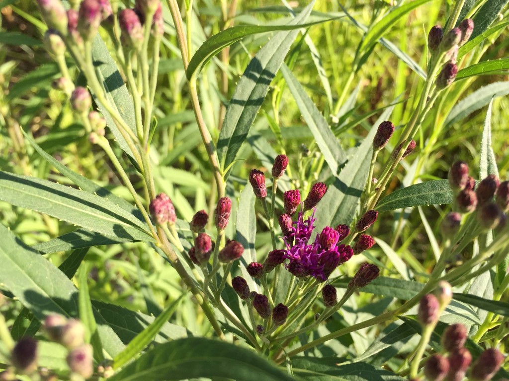 ironweed