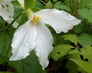 Wildflowers