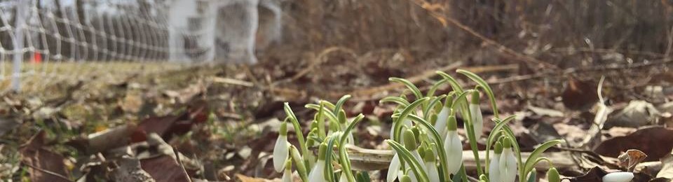 Snowdrops or spring drops?